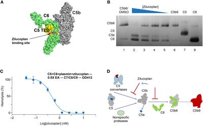 Corrigendum: Zilucoplan, a macrocyclic peptide inhibitor of human complement component 5, uses a dual mode of action to prevent terminal complement pathway activation